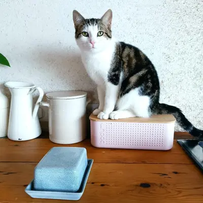 Animal ou animaux domestique(s) séjournant avec des clients dans l'établissement maison bretonne plage à pied