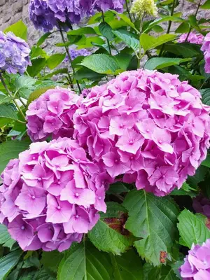 Jardin de l'établissement Ty Papy