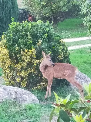 Animaux dans le B&B/chambre d'hôtes ou à proximité