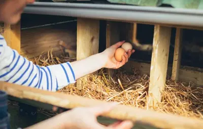 Animaux dans la maison de vacances ou à proximité