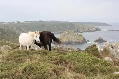 Animaux dans la maison de vacances ou à proximité