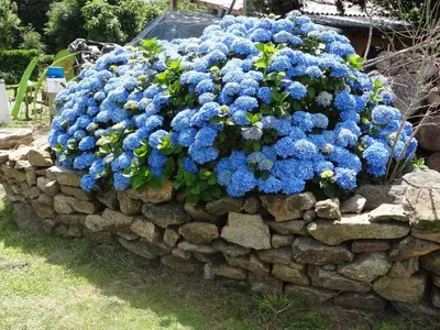 Jardin de l'établissement Roulotte Bigoudenne