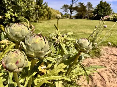 Jardin de l'établissement MEZKOLE - Maison de vacances familiale à Plouguerneau 10 personnes, jardin, proche plages