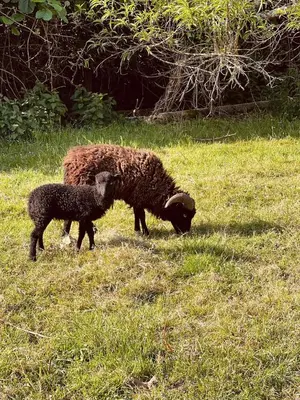 Animaux dans l'appartement ou à proximité