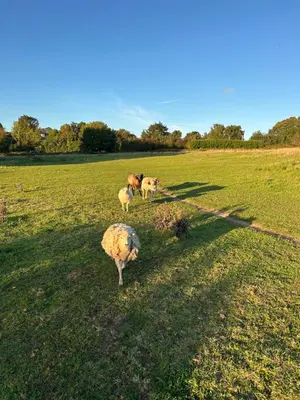 Animaux dans le B&B/chambre d'hôtes ou à proximité
