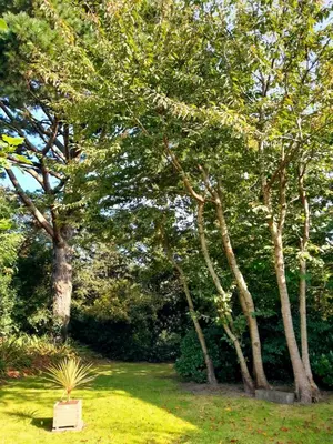 Jardin de l'établissement Maison sur la Presqu'île de Plougastel