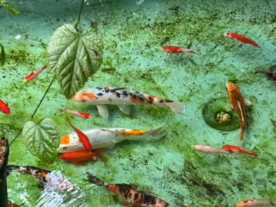 Animaux dans la maison de vacances ou à proximité