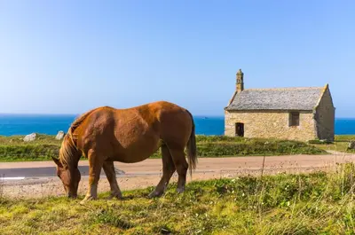 Animaux dans la maison de vacances ou à proximité