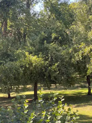Jardin de l'établissement Gîtes du Semeno