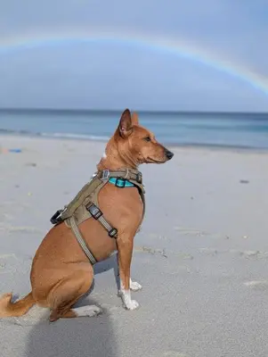 Animal ou animaux domestique(s) séjournant avec des clients dans l'établissement Gite Ker Domi 3 personnes-Plages et GR34 à pied Plouguerneau