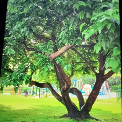 Jardin de l'établissement Maison plein bourg pays bigouden