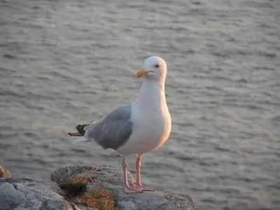 Animaux dans la maison de vacances ou à proximité