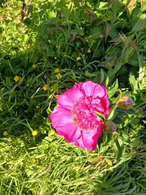 Jardin de l'établissement Suite locronan