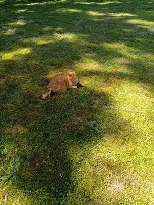 Animaux dans la villa ou à proximité