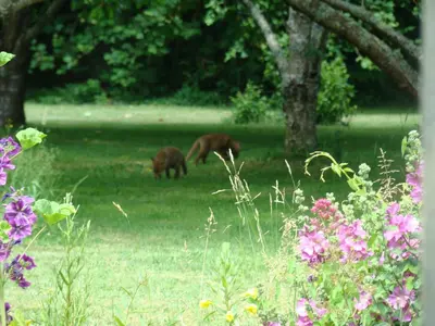 Animaux dans la maison d'hôtes ou à proximité