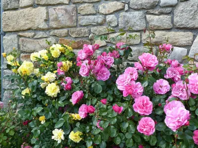 Jardin de l'établissement Auberge De Bel Air