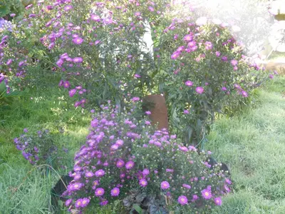 Jardin de l'établissement La Mare aux Fées