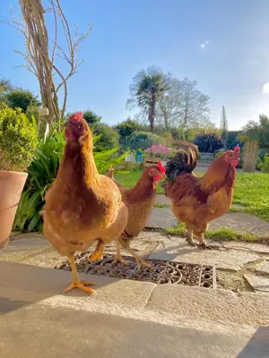 Animaux dans la maison d'hôtes ou à proximité