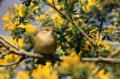 Animaux dans la maison de vacances ou à proximité