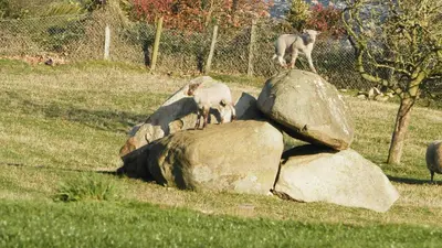 Animaux dans l'appartement ou à proximité