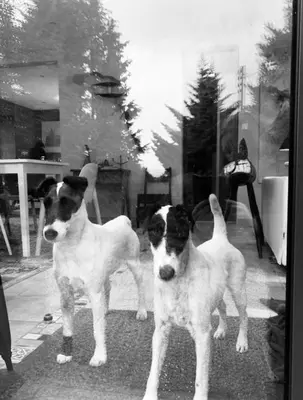 Animal ou animaux domestique(s) séjournant avec des clients dans l'établissement La Colline des Renards Chambres