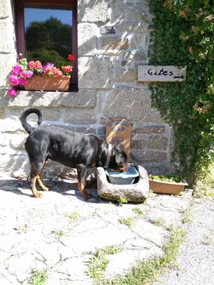 Animal ou animaux domestique(s) séjournant avec des clients dans l'établissement Domaine de Lesvaniel