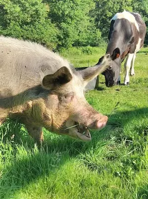 Animaux dans la maison de vacances ou à proximité