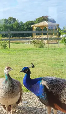 Animaux dans le B&B/chambre d'hôtes ou à proximité