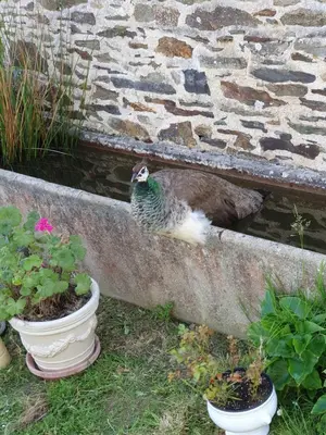 Jardin de l'établissement La ferme de Lec'h Hameury