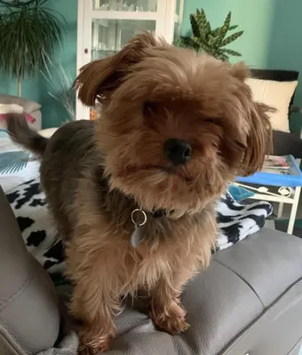 Animal ou animaux domestique(s) séjournant avec des clients dans l'établissement brest chambres d'hôtes