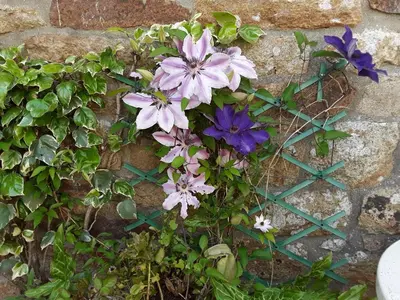 Jardin de l'établissement Ty Evelyne 11 Kernevez BOTMEUR