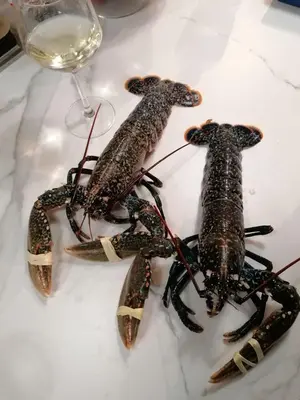 Animaux dans la villa ou à proximité