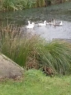 Vue sur la rivière ou le fleuve situé(e) à proximité de le B&B/chambre d'hôtes