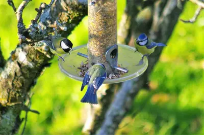 Animaux dans la maison d'hôtes ou à proximité
