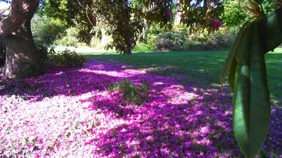 Jardin de l'établissement Maison de charme Finistere 4 personnes