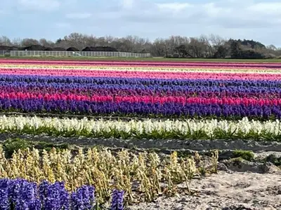 Jardin de l'établissement Les coquilles la Torche