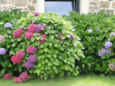 Jardin de l'établissement Ty Clara