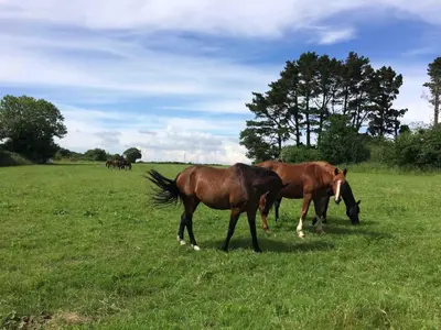 Animaux dans la maison de vacances ou à proximité