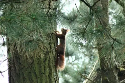 Animaux dans la maison de vacances ou à proximité