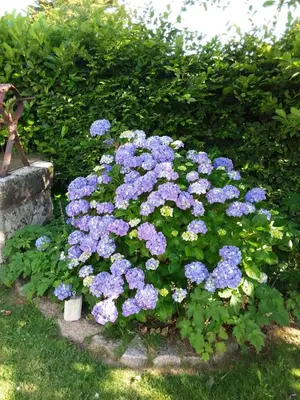 Jardin de l'établissement Les chambres de Marie