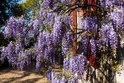 Jardin de l'établissement Le Petit Manoir de Kériolet