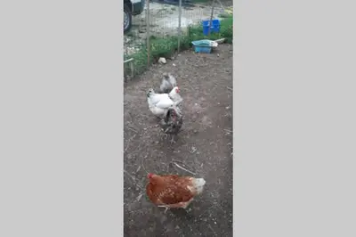 Animaux dans l'appartement ou à proximité