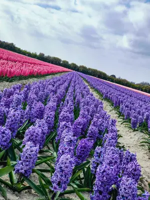 Jardin de l'établissement Émeraude