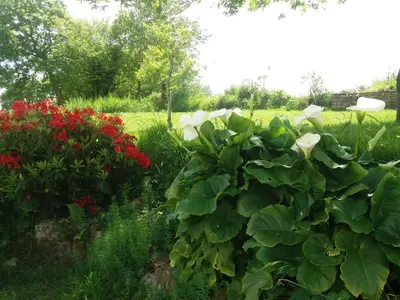 Jardin de l'établissement Gîte de Rosvern