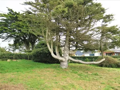 Jardin de l'établissement Maison avec jardin clos à 800m de la plage à Trébeurden - FR-1-368-335