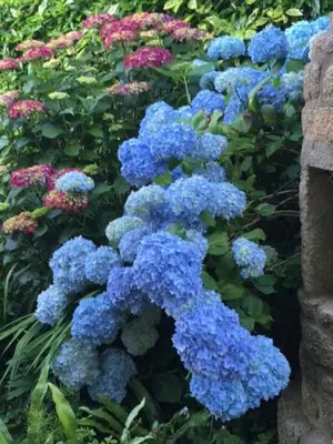 Jardin de l'établissement Sur les hauteurs de Locronan