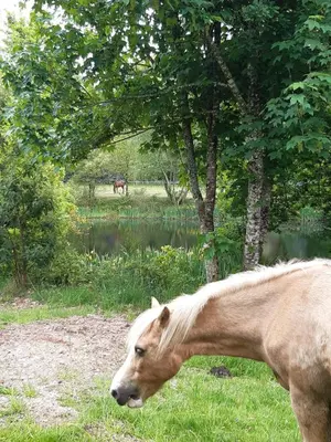 Animaux dans la maison de vacances ou à proximité