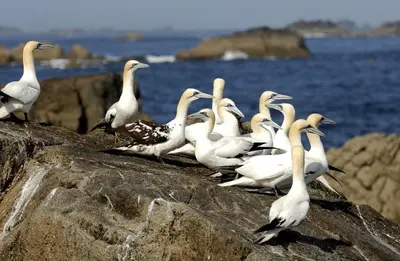 Animaux dans la maison de vacances ou à proximité