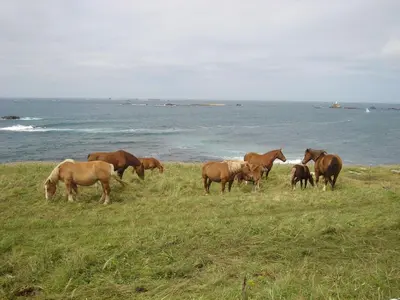 Animaux dans la maison de vacances ou à proximité