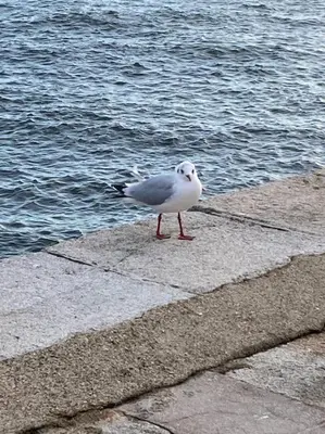 Animaux dans la villa ou à proximité